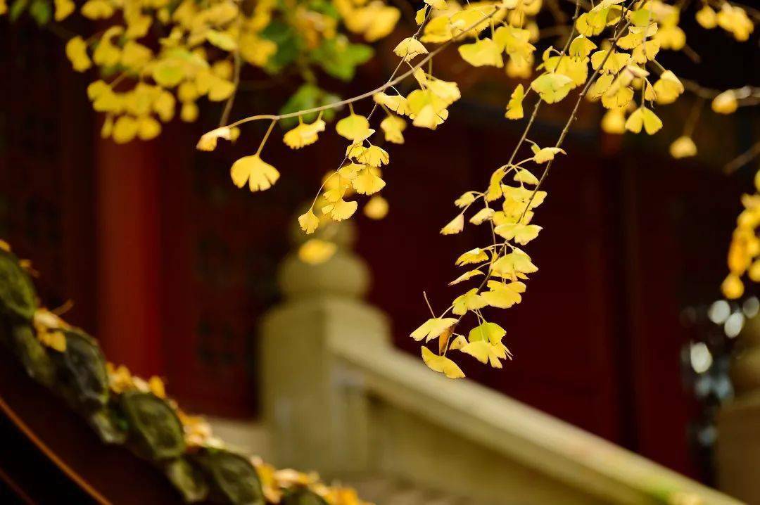 江西南昌市佛龙庵精佛七法訊通启