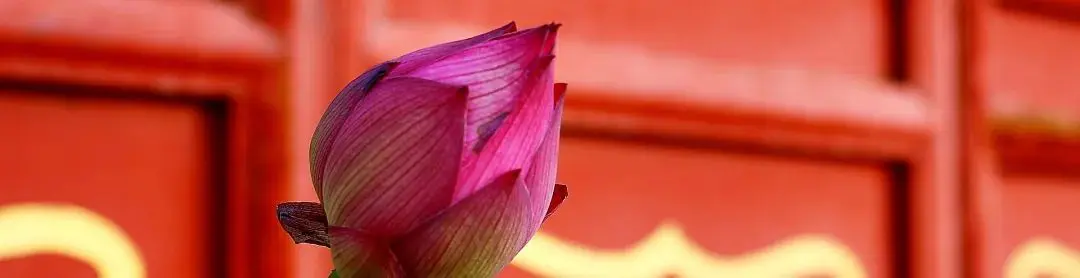 无量寿通启 | 甲辰年冬季精进念佛 · 极乐法会