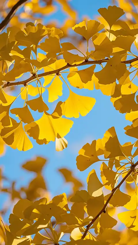  2024冬季佛七开示（三）（观经）