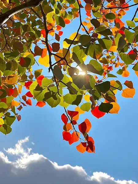 2024冬季佛七开示（十三）（观经）