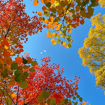 2024冬季佛七开示（二十七）（观经）